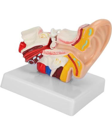 1.5X Magnified Human Ear Model Painted Artificial Ear Model Auditory System Organ Ear Structure Teaching Office Decoration Beige - Buy Online on GoSupps.com
