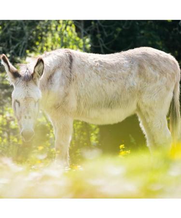  Eurotel 75 ml - Gentle Hand Cream with Donkey's Milk (30%) + Natural Repairing Agents - Buy Online on GoSupps.com