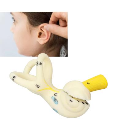 Highly Detailed Inner Ear Labyrinth Model - 5X Magnification PVC Semicircular Canal - Ideal for Teaching and Education - Buy Online on GoSupps.com
