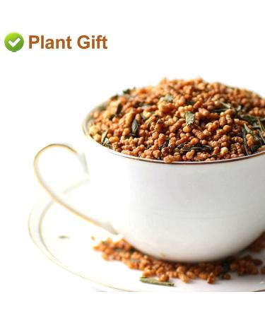 Buy Organic Green Tea - Loose Leaf Japanese Genmaicha 170g | Premium Black Rice & Matcha Blend - Buy Online on GoSupps.com