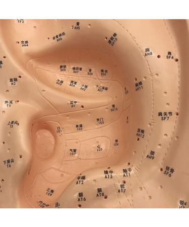 FXQ Ohrakuupunst Model - HD Chinese Medicine Ear Model for Acupoint & Meridian Training | Human Giant Ohrakupunste - Buy Online on GoSupps.com