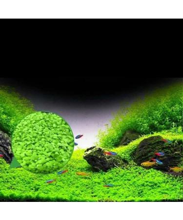 Haloppe 600 Pcs Water Grass Flowers Plant Seeds | Aquatic Plants for Home Garden & Aquarium Decoration - Buy Online on GoSupps.com