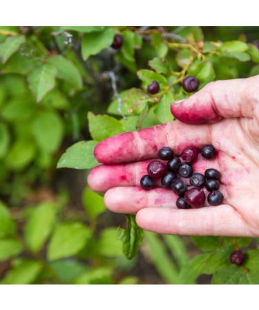 Huckleberry Organic Sugar Scrub - All-Natural Hypoallergenic Exfoliant for Glowing & Smooth Skin | Made in USA by DAYSPA Body Basics - Buy Online on GoSupps.com