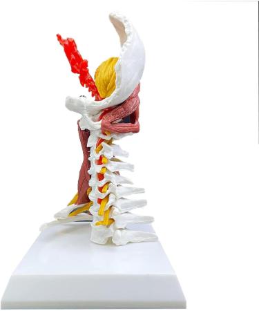 Cervical Spine Model Human Cervical Vertebra Spine with Brain Stem Muscle Thoracic Nerves Anatomical Model Anatomy for Science Classroom Study Display Teaching Medical Model - Buy Online on GoSupps.com
