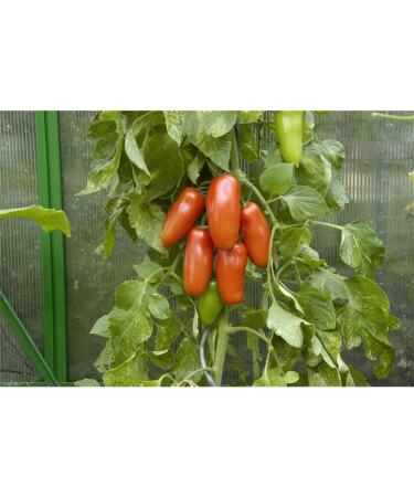 Buy Kiepenkerl 393 San Marzano Tomato Seeds - Premium Quality for International Shipping - Buy Online on GoSupps.com