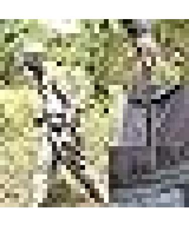 BESPORTBLE Professional Outdoor Mosquito Suit XL - Breathable Mesh Jacket with Hood and Pants for Bug Protection - 70.0cm - Buy Online on GoSupps.com