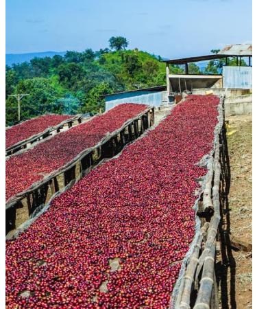 West End Coffee Roasters Ethiopia Organic Guji Kayon Mountain Farm - 29 Top Grade Single Origin Medium Roast Whole Bean (12oz/340.2g x 3) Ethiopia Organic Guji 29 - med roast 113.33 g (Pack of 3) - Buy Online on GoSupps.com