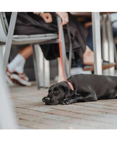 Buy HUNTER SWISS High-Quality Leather Dog Collar with Swiss Cross - Size SM (47) Red/Black - International Shipping Available - Buy Online on GoSupps.com