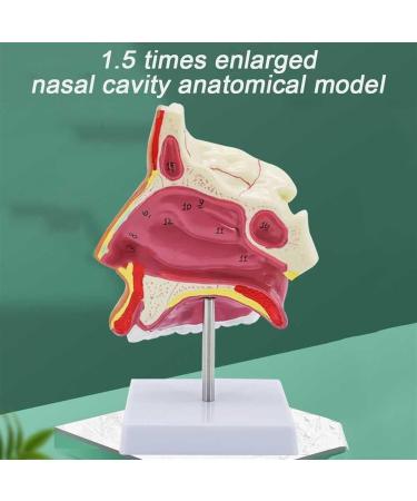 BuTkus Nasal Cavity Model - Human Anatomy with Digital Labels and Base - Learn & Understand Nasal Structure - Buy Online on GoSupps.com