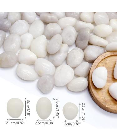 LONTOM Natural White Pebbles 2.2lb Decorative Stone Polished Gravel River Rocks for Plants Home DIY Decor Aquarium Gravel Vase Fillers Fairy Garden Crafting Animal Habitat Medium - Buy Online on GoSupps.com