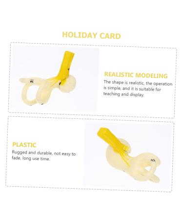 Buy Mobestech Ear Labyrinth Model - Realistic Human Ear Anatomy Display | Perfect Teaching Prop for Education - Buy Online on GoSupps.com