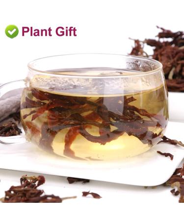 Premium Dried Magnolia Tea 40g - Edible Flower Herbal Tea | Fragrant Natural Health Benefits - Buy Online on GoSupps.com
