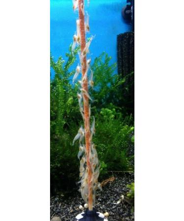 Schmitt Aquaristik Shrimp Lollies Super Mix Shrimp and Lollipop Food Sticks (Pack of 3) - Buy Online on GoSupps.com