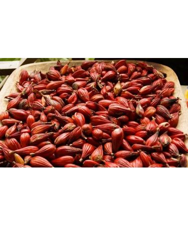 Spice King Grains of Paradise graines de poivre Melegueta Aframomum Melegueta 70 g (2 46 oz) - Buy Online on GoSupps.com