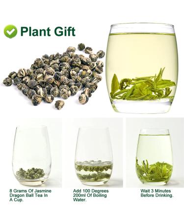 Plantgift Jasmine Dragon Pearls Tea 130g - Premium Green Tea & Oolong Blend - Best Jasmine Tea for a Soothing Experience | International Shipping - Buy Online on GoSupps.com