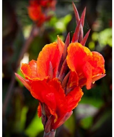 Winter Canna Red King Cold Resistant -8C Hawaii Guam Bali Okinawa Tropical Tropical Tropical Groppa Honeysuckle Plumeria Garden