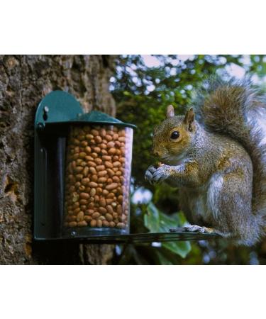 Green Metal Wild Squirrel Feeder - Garden squirrel feeding for wildlife Discourage squirrels from raiding and damaging bird feeders by providing them with their own dedicated feeder. - Buy Online on GoSupps.com