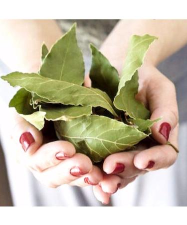 Arselia Wild Dried Bay Leaves Whole 2 Oz | Mediterranean Laurel Nobilis | Premium Quality | Natural All Green - Buy Online on GoSupps.com
