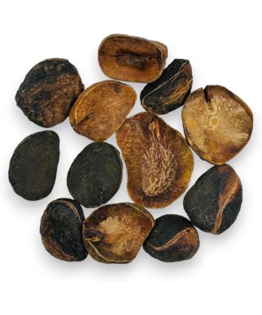Whole Dried Kola Nuts 85g - 1 95Kg Premium Quality Cola Acuminata (85 Grams) - Buy Online on GoSupps.com