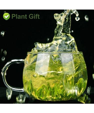 PlantGift Lotus Plumule 125G/4.4oz Medicinal Chinese Herb Lotus Core Dried Bulk Herbs Chinese Health Tea Lotus Tea Bitter Tea - Buy Online on GoSupps.com