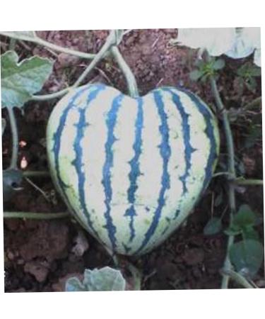 HOMSFOU Fruit Shaping Molds Vegetables Transparent Strawberry Forming Shaping Mould Garden Shaping Molds Fruit Watermelon Moss 17x17cm Transparent - Buy Online on GoSupps.com