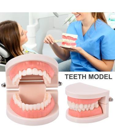 Standard Teeth Model | Tooth Models for Teaching Kids - Important Brushing Teaching Teeth Model Tool and Children Fulenyi - Buy Online on GoSupps.com
