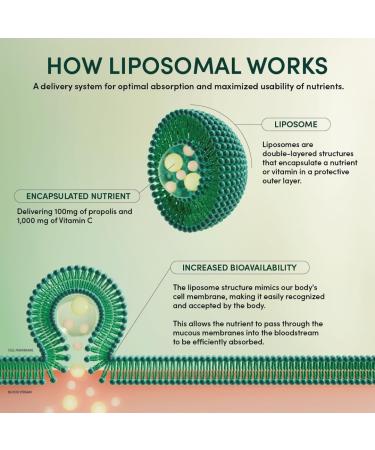 Ashwagandha Liposomal Stress Support by Beekeeper's Naturals 600mg with Propolis L-Theanine Anti-Stress Support for Calm & Relaxation 10ct 10 Count (Pack of 1) - Buy Online on GoSupps.com