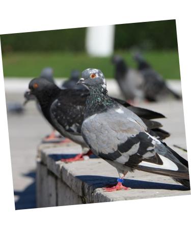 BESPORTBLE 300 Pcs Meat Pigeon Anklet Chicks Identify Clip Ring Chicken Leash Bird Ankle Ring Parrot Plastic 1.3X1.3CMx3pcs Dark Bluex3pcs - Buy Online on GoSupps.com