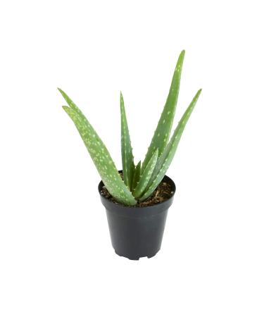 Aloe Vera Plant Live Succulent Plants, Live Aloe Vera Plant Succulents, Live Aloe Plant in Aloe Plant Pot, Aloe Plants Live Indoor Plants, Live Aloe Vera Plant Indoor House Plants by Plants for Pets Single 3.5 Inch Black N