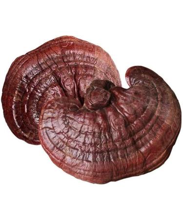 Dired Ganoderma Lucidum Lingzhi Ganoderma Lucidum Pieces Reishi Mushroom Slices Ganoderma Mushroom (250 Grams /0.55 lbs) 1 Count (Pack of 1) - Buy Online on GoSupps.com