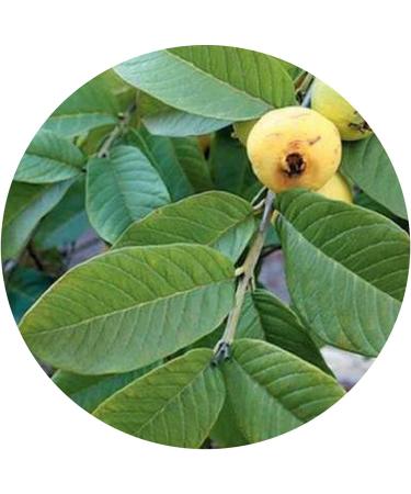 YAAJ Guava Leaf Powder / Amrood Patti / Koiya ilai - 100g - Buy Online on GoSupps.com