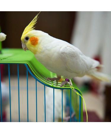 BESPORTBLE 3 Pcs 15 Bird Leash Parakeet Harness Bunny Leash Bunny Harness Cockatiel Leash Cockatiel Harness Size 5x3pcs As Shownx3pcs - Buy Online on GoSupps.com