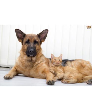 Pet Urinary Support - Advanced Chewable Supplement for Dogs & Cats - Healthy Urinary Complex with Cranberry - 90 Chews - Buy Online on GoSupps.com