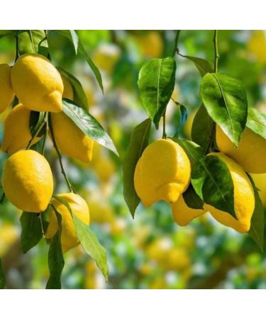 Lemon Seed Oil Organic Cold Pressed Unrefined Natural 2 Fl Oz - Buy Online on GoSupps.com