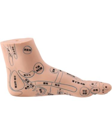 Mengmen 19 cm Foot Reflexology Model - Acupuncture Point Guide for Acupuncture Therapy | International Shipping - Buy Online on GoSupps.com