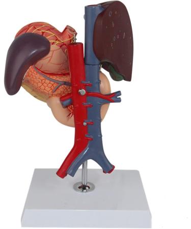 Model of The Human Liver Model of The Liver and The Duodenum and The Pancreas Model of The Liver in Life Simulation Model of The Hepatobile Digestor Organ - Buy Online on GoSupps.com