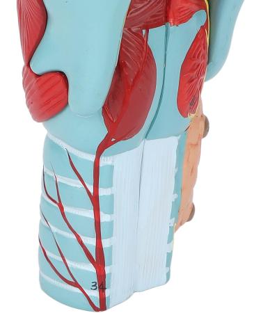 Human Throat Model 2X Magnification Vinyl Clear Structure Throat Dissection Teaching Model Human Throat Display Model Accurate Throat Model - Buy Online on GoSupps.com