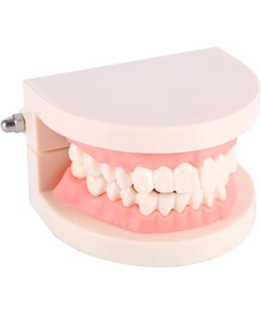 Dental Teaching Model for Kids - 1pc PVC Demonstration for Learning Brushing Teeth Techniques - Buy Online on GoSupps.com