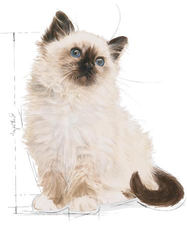 Royal Canin Kitten in JELLY Wet Adult Cat Food (24 x 85g) - Buy Online on GoSupps.com