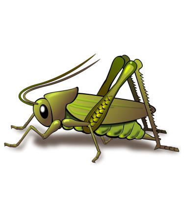 Urinal Fly Toilet Stickers 12 Pack - Grasshopper, Hornet, Beetle, Spider - 80% Cleaner Bathrooms in Minutes - Buy Online on GoSupps.com
