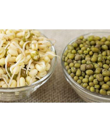 Mung Bean Seeds for Sprouting Microgreens 6 oz by COOL BEANS n SPROUTS | Antioxidant-Rich Superfood | Jacobs Ladder Ent - Buy Online on GoSupps.com