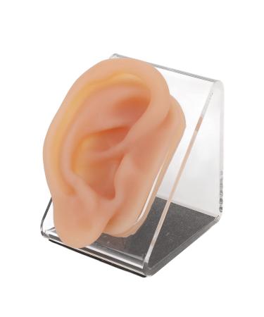 Ear Model Silicone Simulated Ear Model Ear Model with Display Stand Acupuncture Practice Tool for Piercing Display