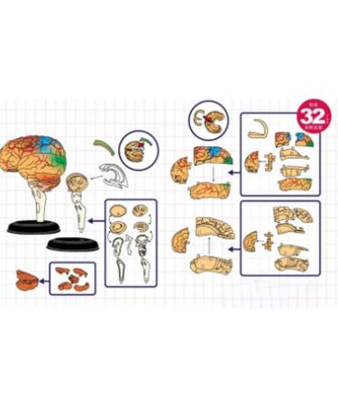 Educational Model Human Anatomy Brain Model 32 Pieces Puzzle Brain Brainstem Model Toys for Children Kids Science Experiments Medical Teaching Aids Medical Models - Buy Online on GoSupps.com