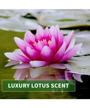 KitaMa Aroma Lotus Massage Oil - 500ml Nourishing Relaxation Body Care Oil for Massage - Thai Aroma Oil for International Shipping - Buy Online on GoSupps.com