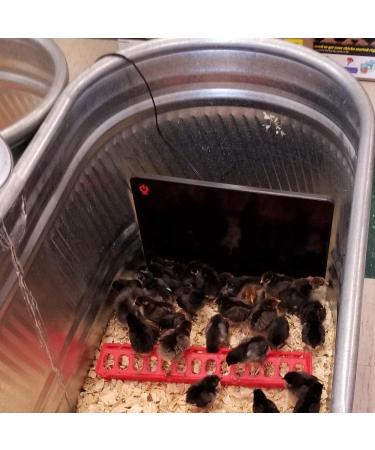 Cozy Products CL Cozy Safe Chicken Coop Heater 200 Watts Safer Than Brooder Lamps  One Size  Black - Buy Online on GoSupps.com