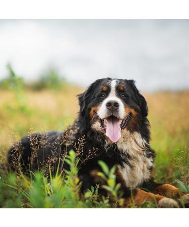 Eminent Adult Large Breed Dry food for adult dogs of large and medium breeds 3 kg gluten free - Buy Online on GoSupps.com