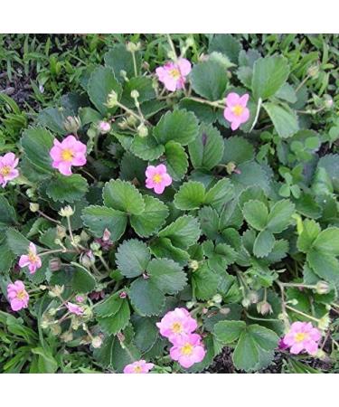 SEMI DI GERMINAZIONE: Rosa Bl hende Erdbeere Mix * 100 + Samen * * Zierblumen Rote Fr chte