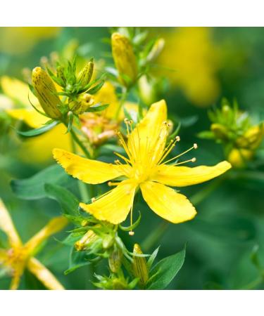 Organic Dried St. John's Wort Tea - 100% Natural from Wild Collection (250g) - Buy Online on GoSupps.com