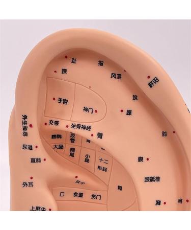 Anatomical Ear Model Ear Teaching Ear Acupoint Learning Model Ear Acupoint Display Model Ear Display Model Teaching Aids Ear Model - Buy Online on GoSupps.com
