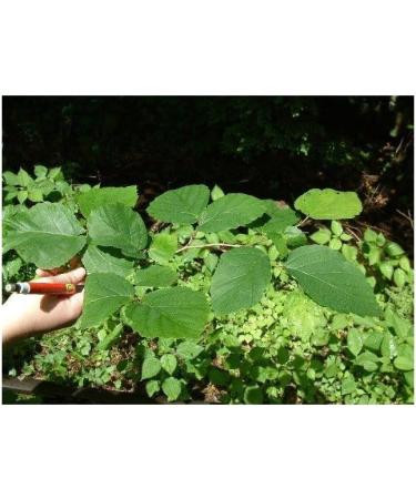  France Herboristerie Witch hazel leaf (hazelnut) 1 kg powder Witch hazel - Buy Online on GoSupps.com